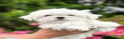 Bichón Maltés perros en venta: BICHON MALTÉS  - Anuncio 3