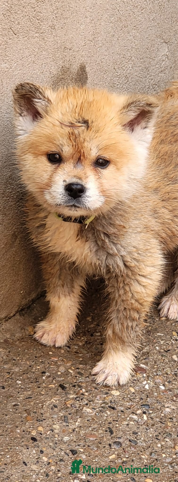Akita Inu perros AKITA INU PRECIOSOS - Anuncio 1