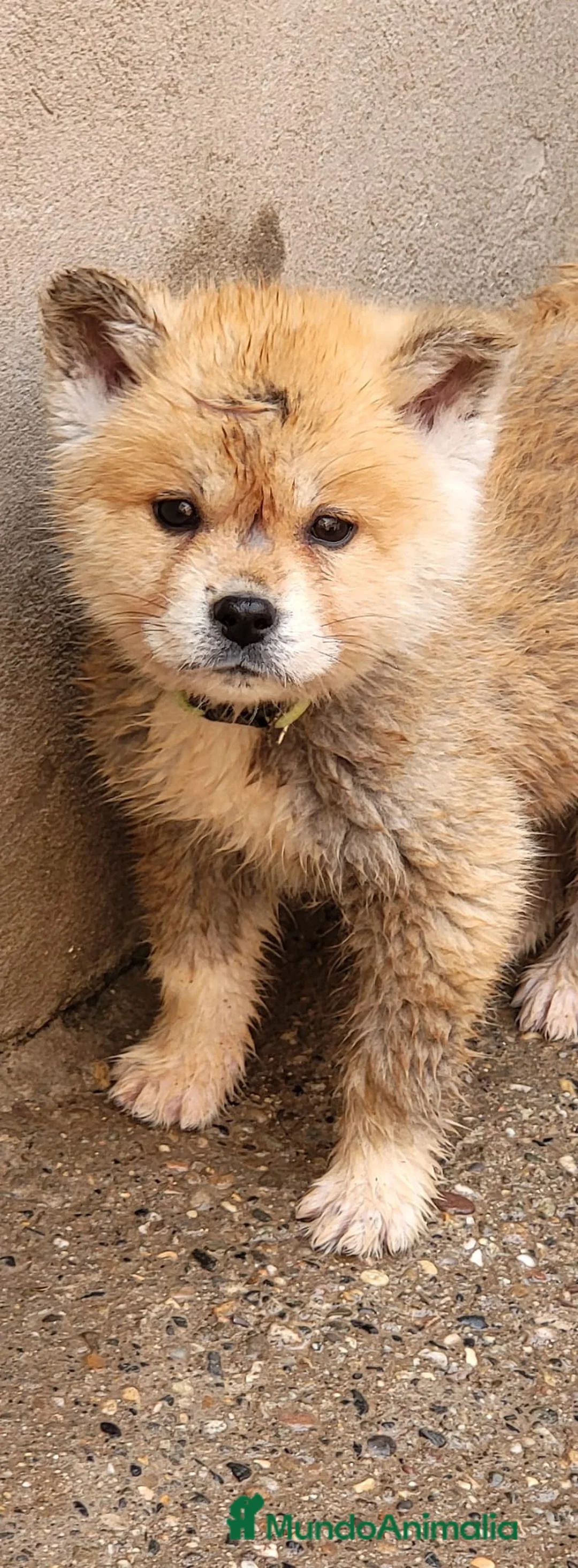 Akita Inu perros en venta: AKITA INU PRECIOSOS - Anuncio 1