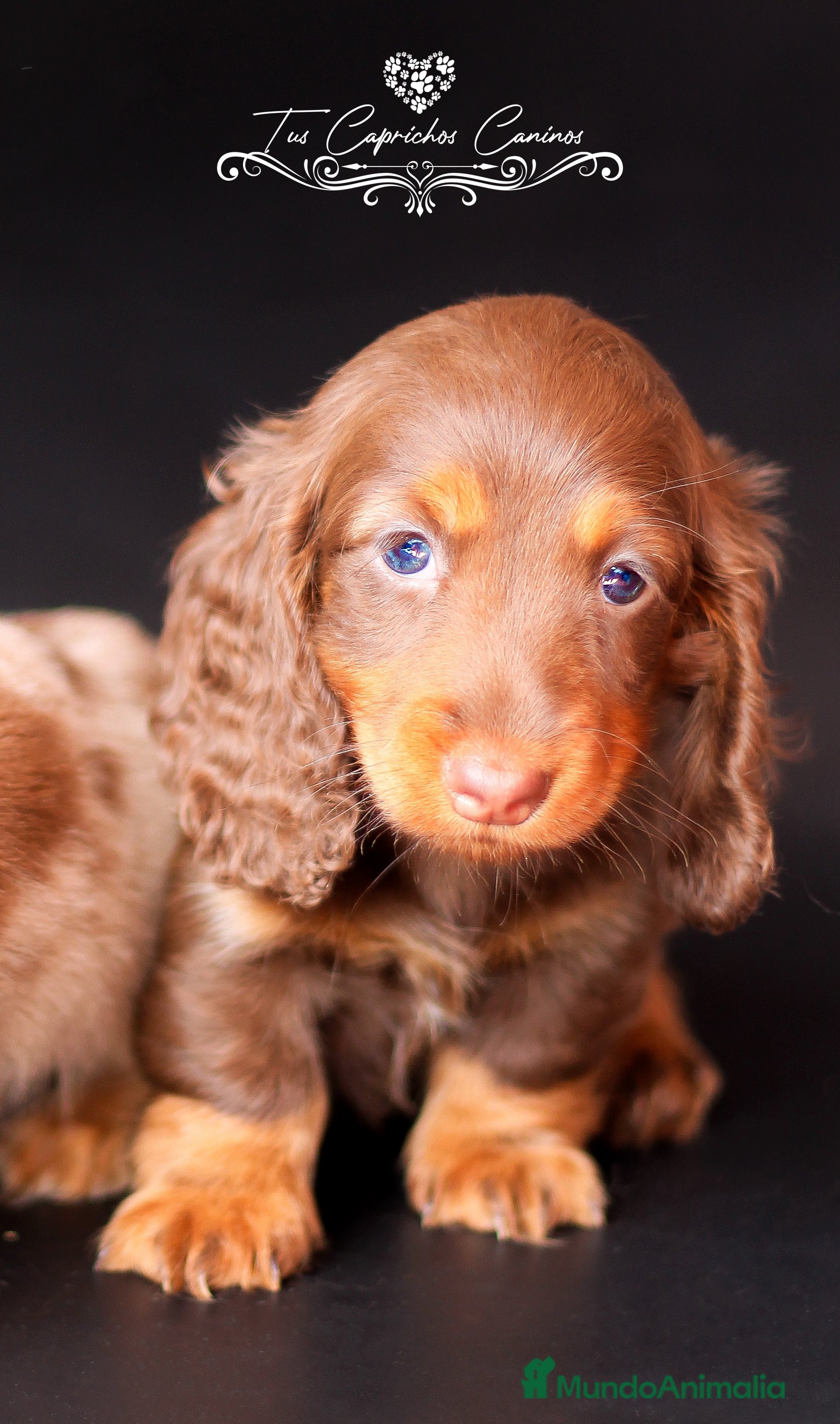 Teckel perros TUS CAPRICHOS CANINOS/TECKEL CHOCOLATE PELO LARGO en Cantabria - Anuncio 2