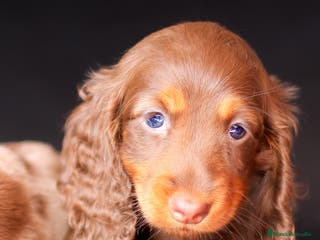 Teckel perros TUS CAPRICHOS CANINOS/TECKEL CHOCOLATE PELO LARGO en Cantabria - Anuncio 22