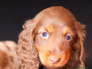 Teckel perros TUS CAPRICHOS CANINOS/TECKEL CHOCOLATE PELO LARGO en Cantabria - Anuncio 10