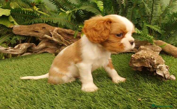 Cavalier King Charles Spaniel perros - Propaganda 1
