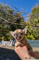 Chihuahua perros - Anuncio 3