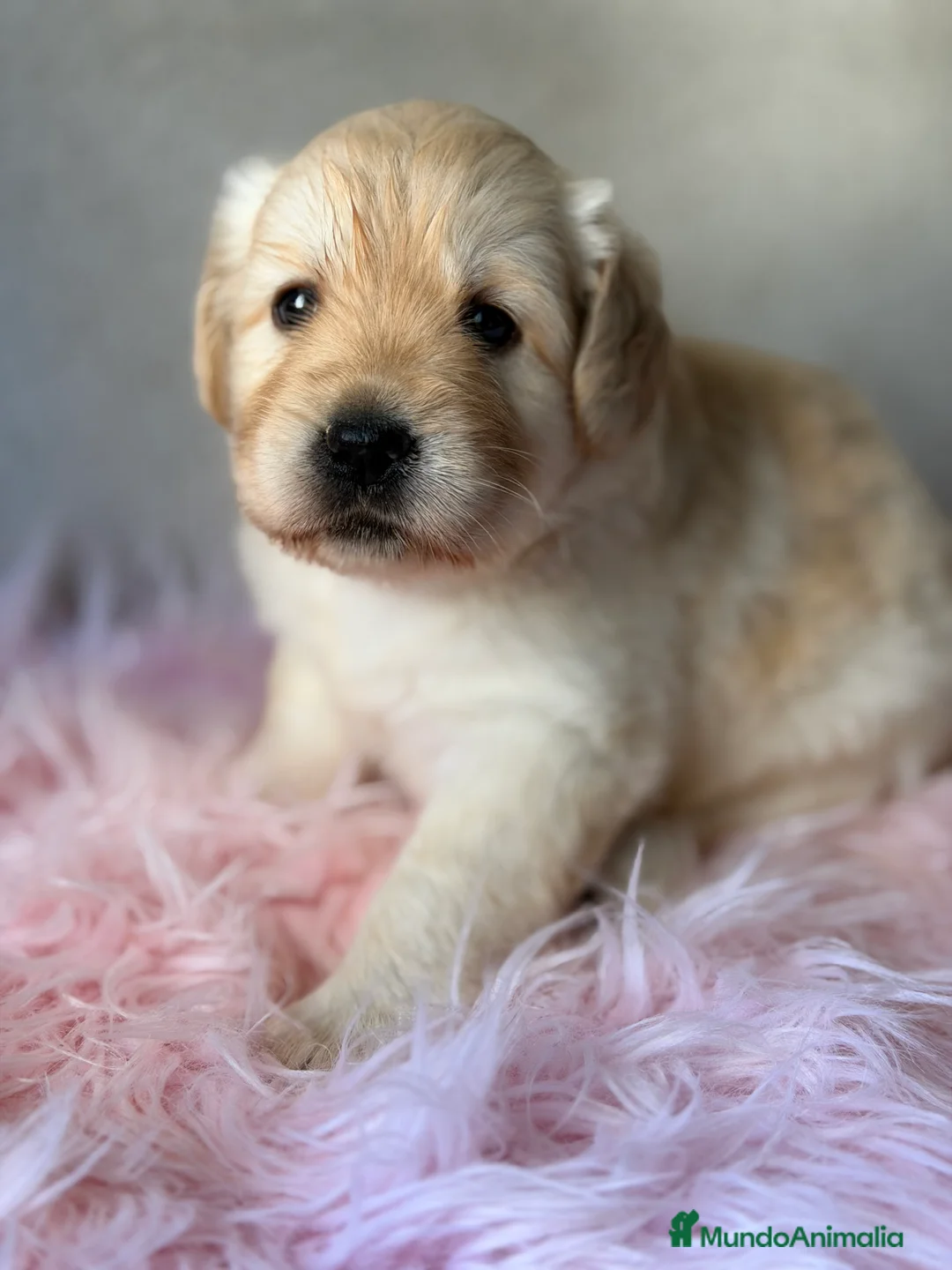 Labrador Retriever perros en venta: Labradora amarilla  - Anuncio 1