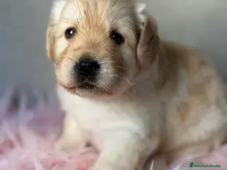 Labrador Retriever perros Labradora amarilla - Anuncio 3