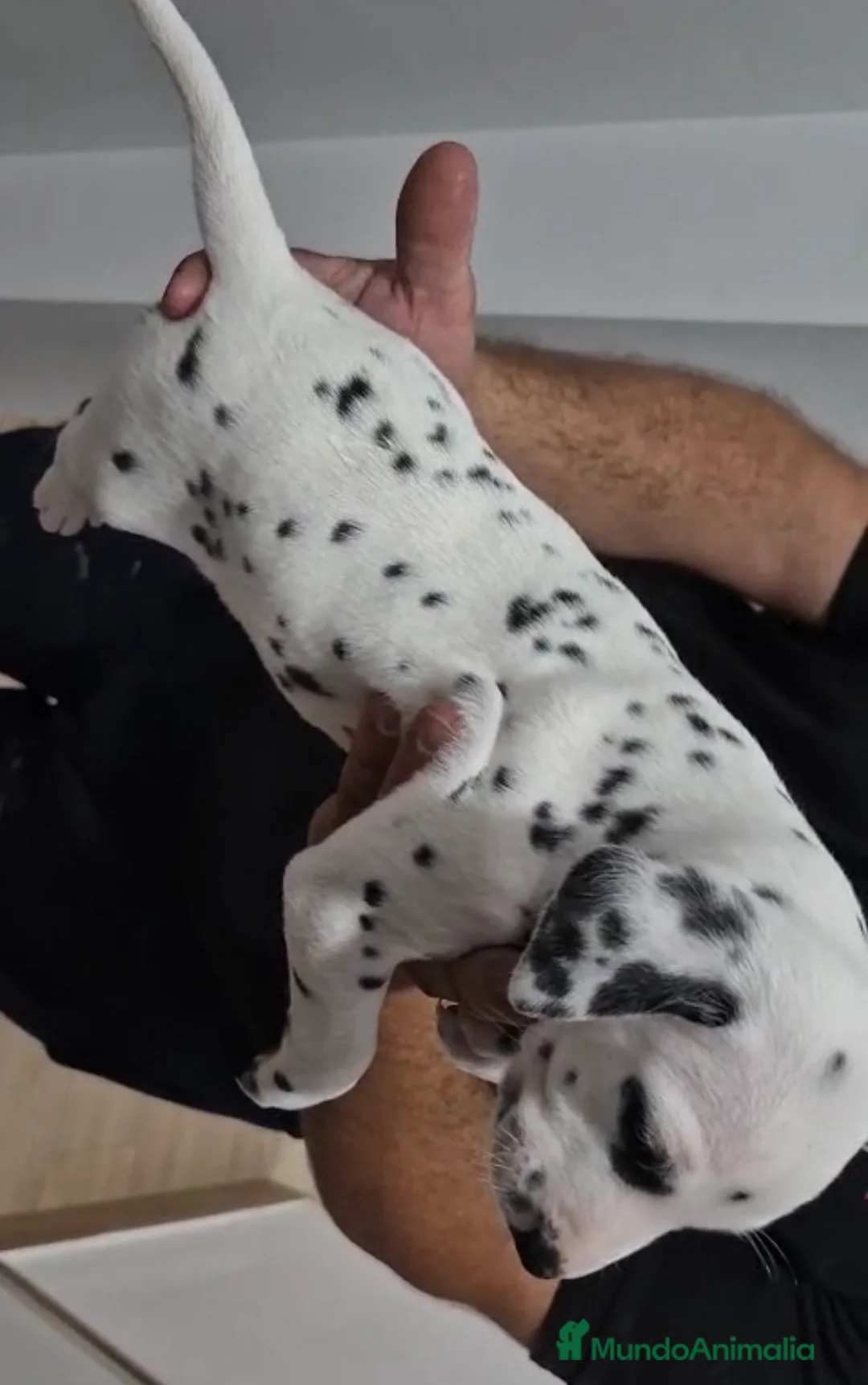 Dálmata perros en venta: Cachorros de dálmata 🐶🐾 - Anuncio 2