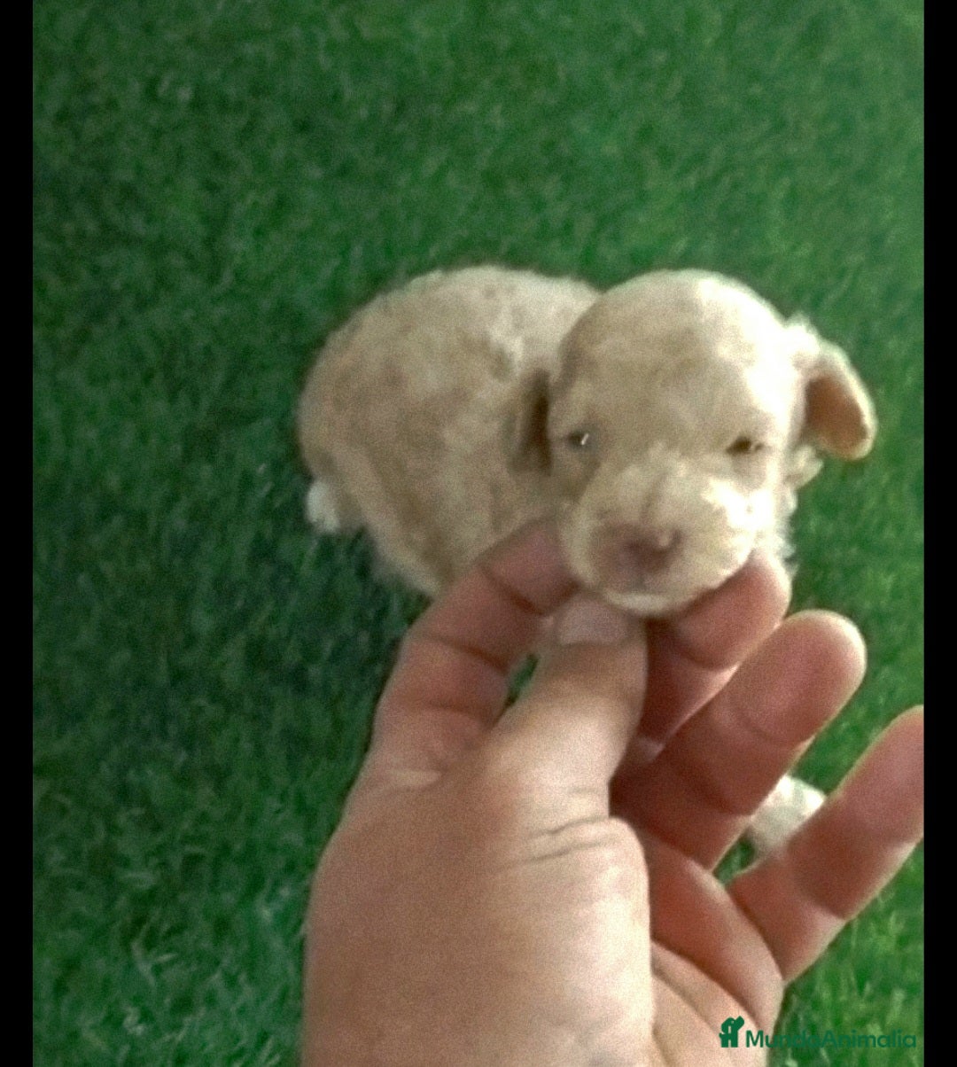 Caniche Toy perros Hembra caniche toy apricot diminuta  - Anuncio 12