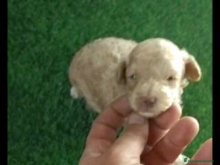 Caniche Toy perros Hembra caniche toy apricot diminuta - Anuncio 27