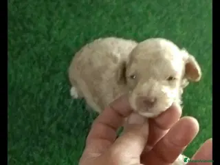 Caniche Toy perros Hembra caniche toy apricot diminuta - Anuncio 22