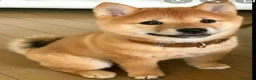 Shiba Inu perros en venta: Shiba inu - Anuncio 5