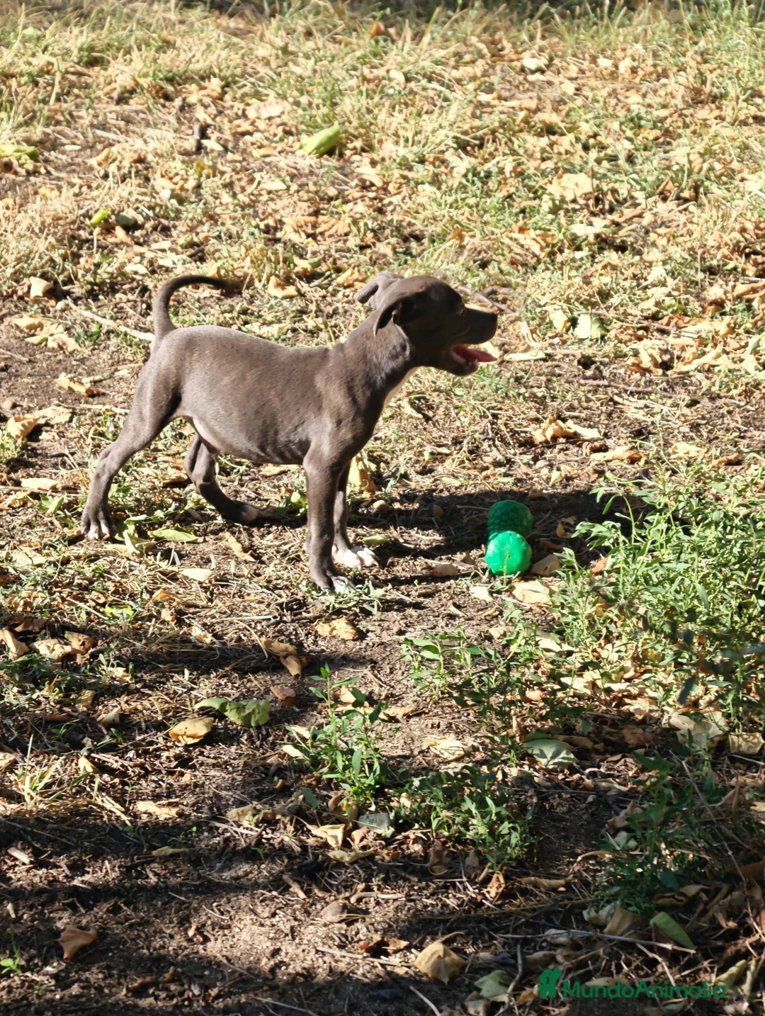 Staffordshire Bull Terrier perros en venta: Staffordshire bull terrier - Anuncio 2