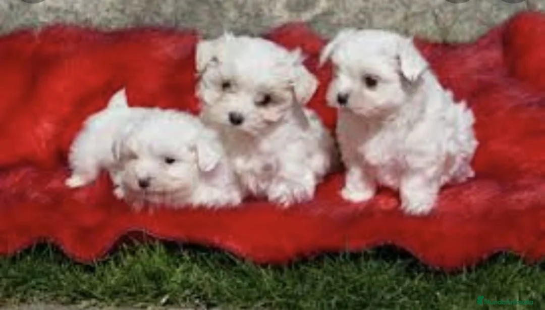 Bichón Maltés perros en venta: Bichón maltés miniatura  - Anuncio 4