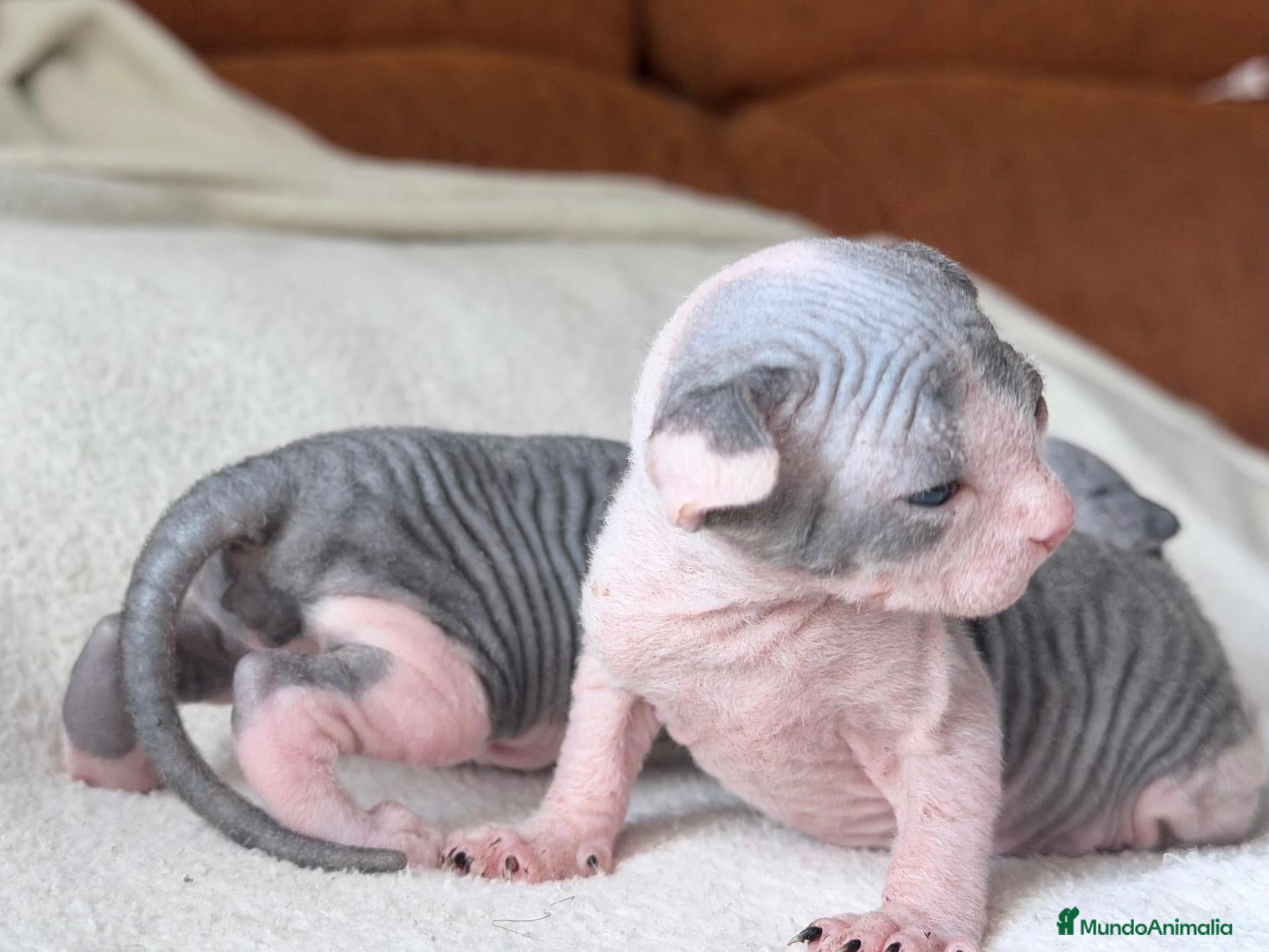 Sphynx gatos Camada de sphynx multicolor  - Anuncio 1