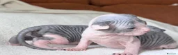 Sphynx gatos en venta: Camada de sphynx multicolor  - Anuncio 1
