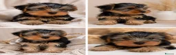 Yorkshire Terrier perros en venta: PRECIOSOS YORKSHIRE 🐾 - Anuncio 1