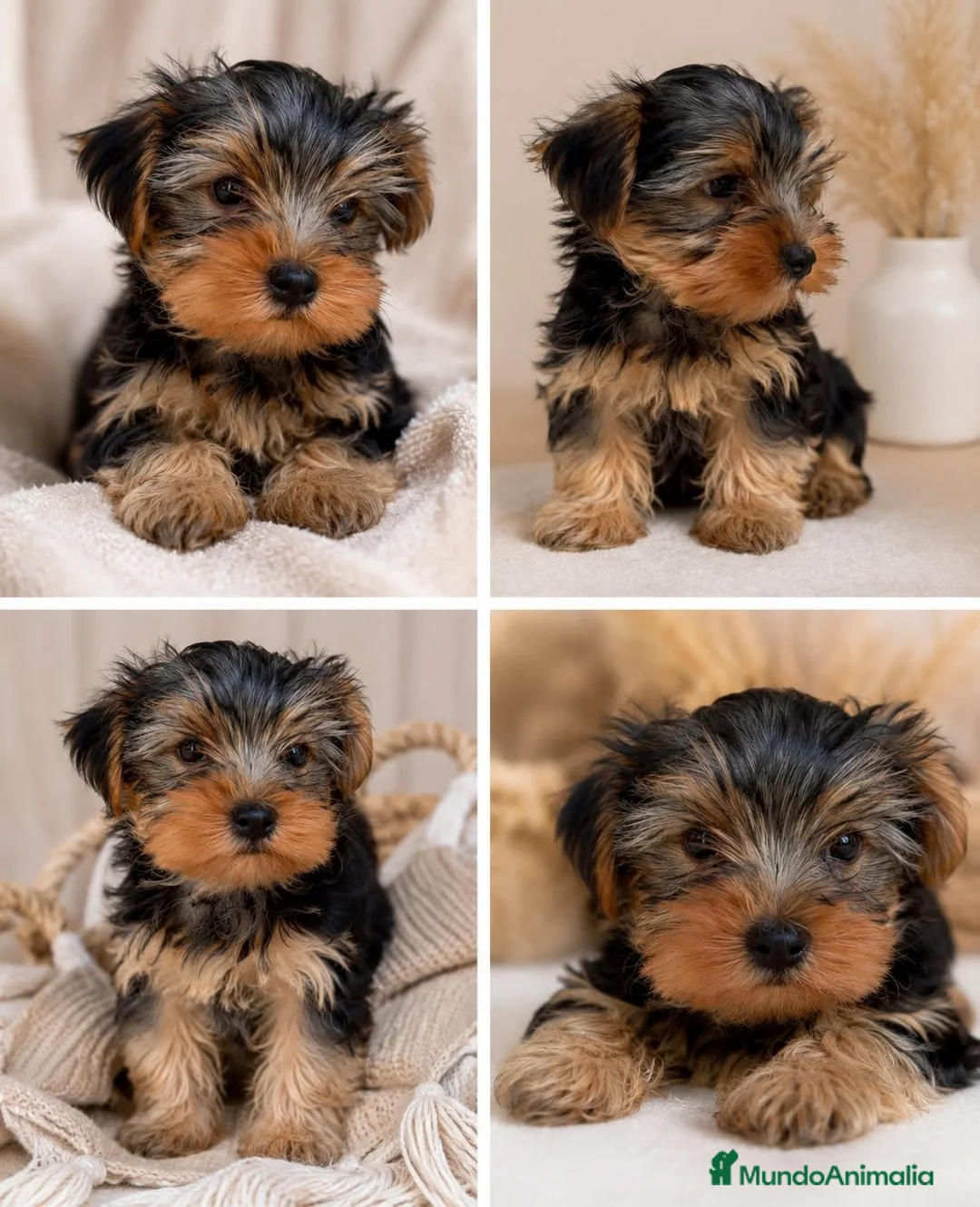 Yorkshire Terrier perros en venta: PRECIOSOS YORKSHIRE 🐾 - Anuncio 1