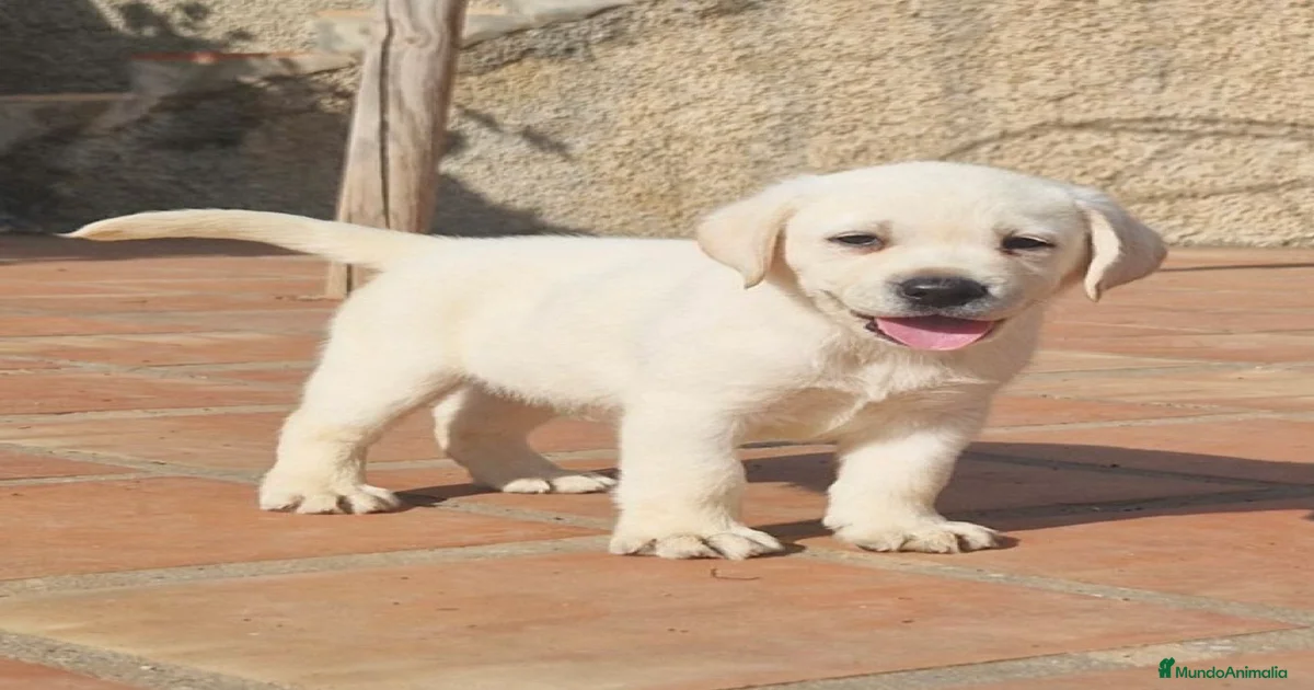 Labrador retriever macho disponible en venta en Sevilla | MundoAnimalia