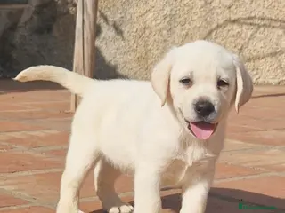 Labrador Retriever perros Labrador retriever macho disponible - Anuncio 1