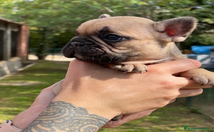 Bulldog Francés perros - Anuncio 6