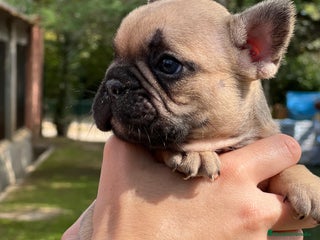 Bulldog Francés perros - Anuncio 20