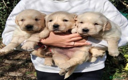Golden Retriever perros en venta: cachorros de Golden Retriever machos y hembras  - Anuncio 4