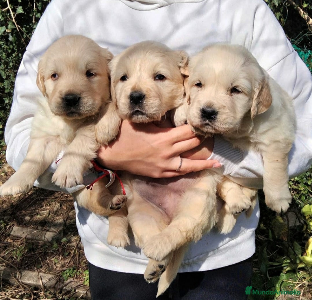Golden Retriever perros en venta: cachorros de Golden Retriever machos y hembras  - Anuncio 4
