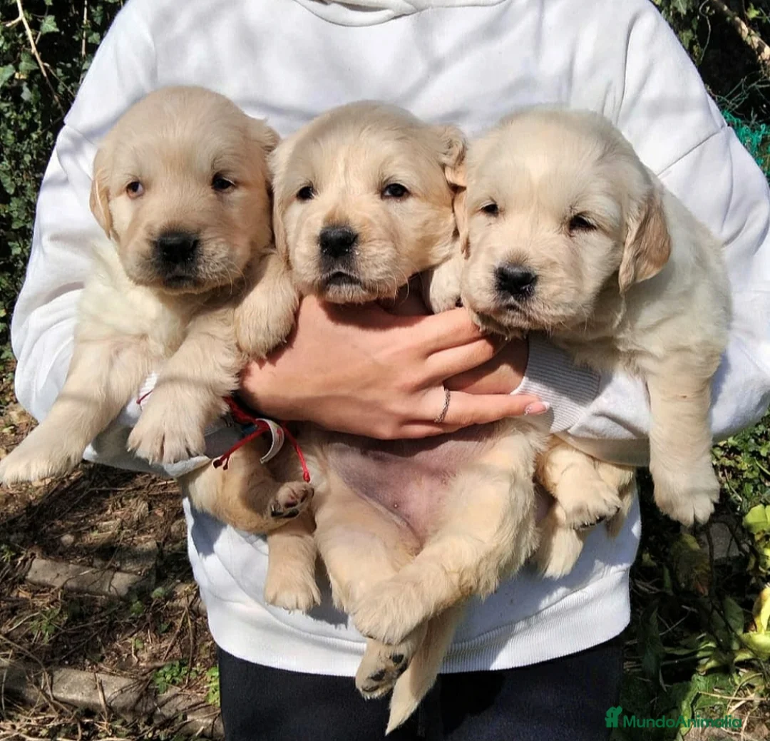 Golden Retriever perros en venta: cachorros de Golden Retriever machos y hembras  - Anuncio 4