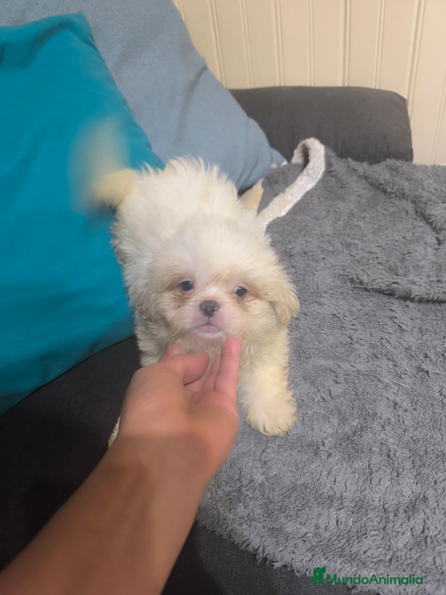 Shih Tzu perros Shih tzu en Curtis la Coruña  - Anuncio 36
