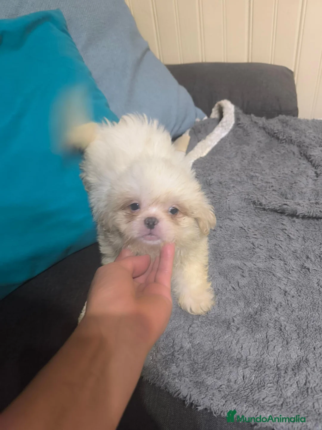 Shih Tzu perros en venta: Shih tzu en Curtis la Coruña  - Anuncio 1