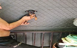 Pinscher Miniatura perros en venta: Mini pinscher  - Imagen 3