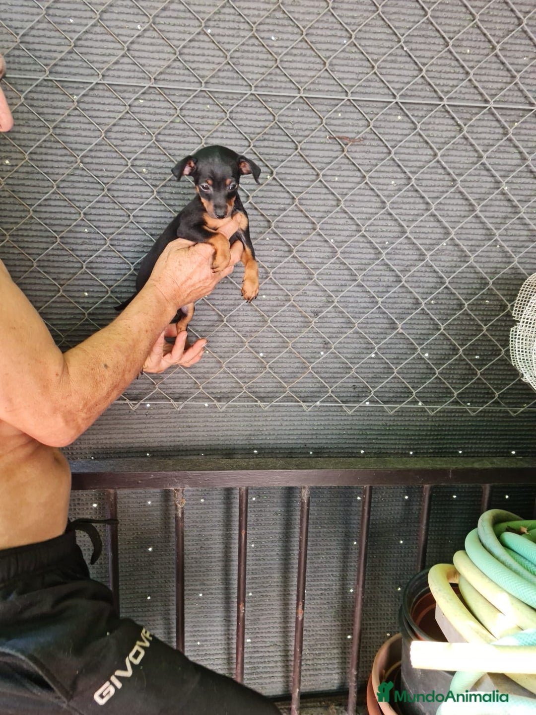 Pinscher Miniatura perros en venta: Mini pinscher  - Imagen 3