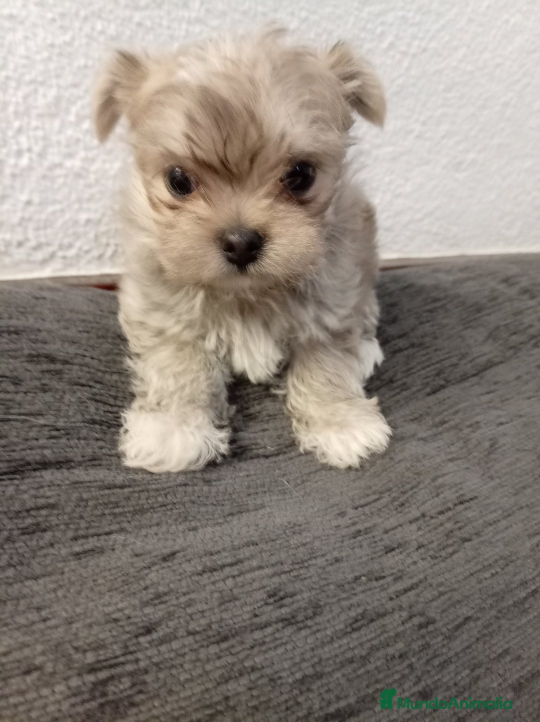 Maltipoo perros en venta: Maltipoo - Anuncio 4