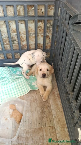 Labrador Retriever perros - Anuncio 2