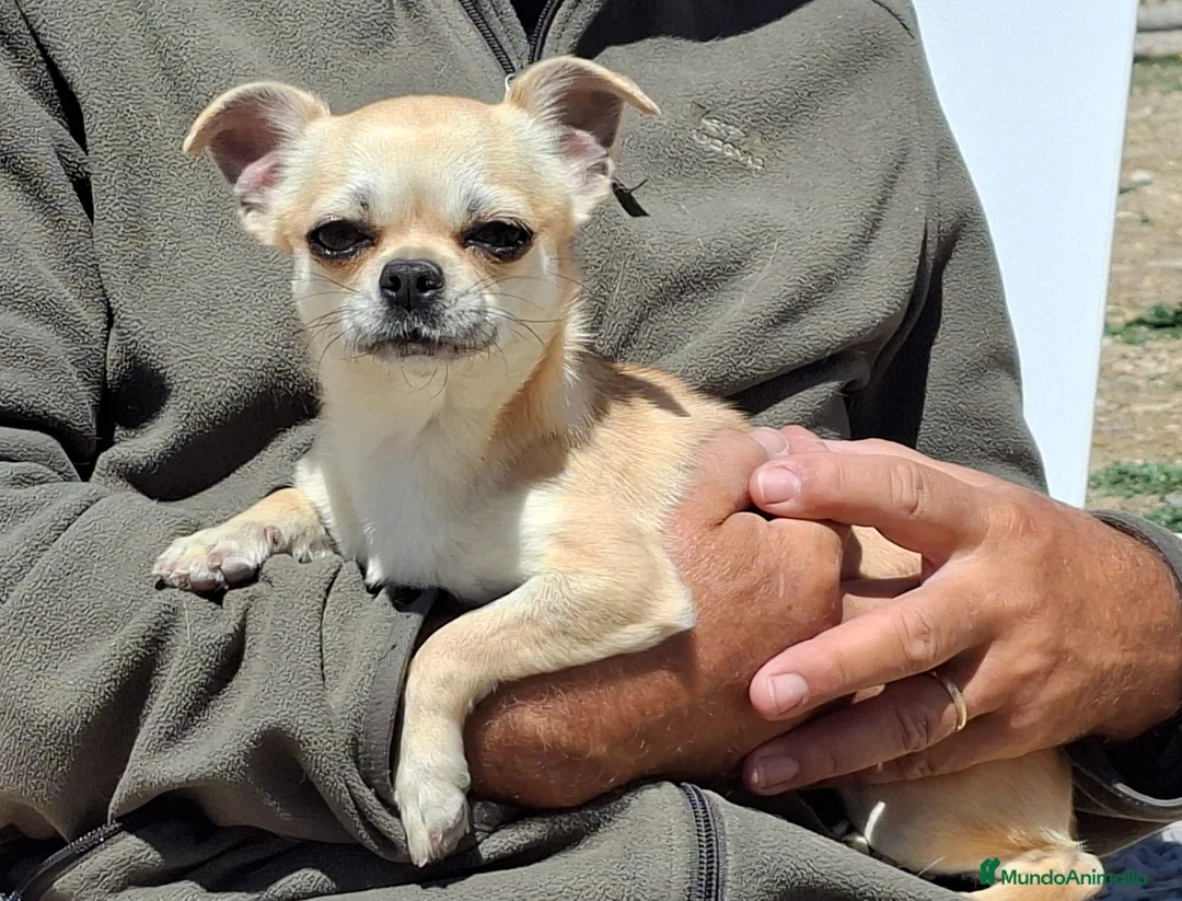 Chihuahua perros en venta: Chihuahua hembrita 1 año - Anuncio 1