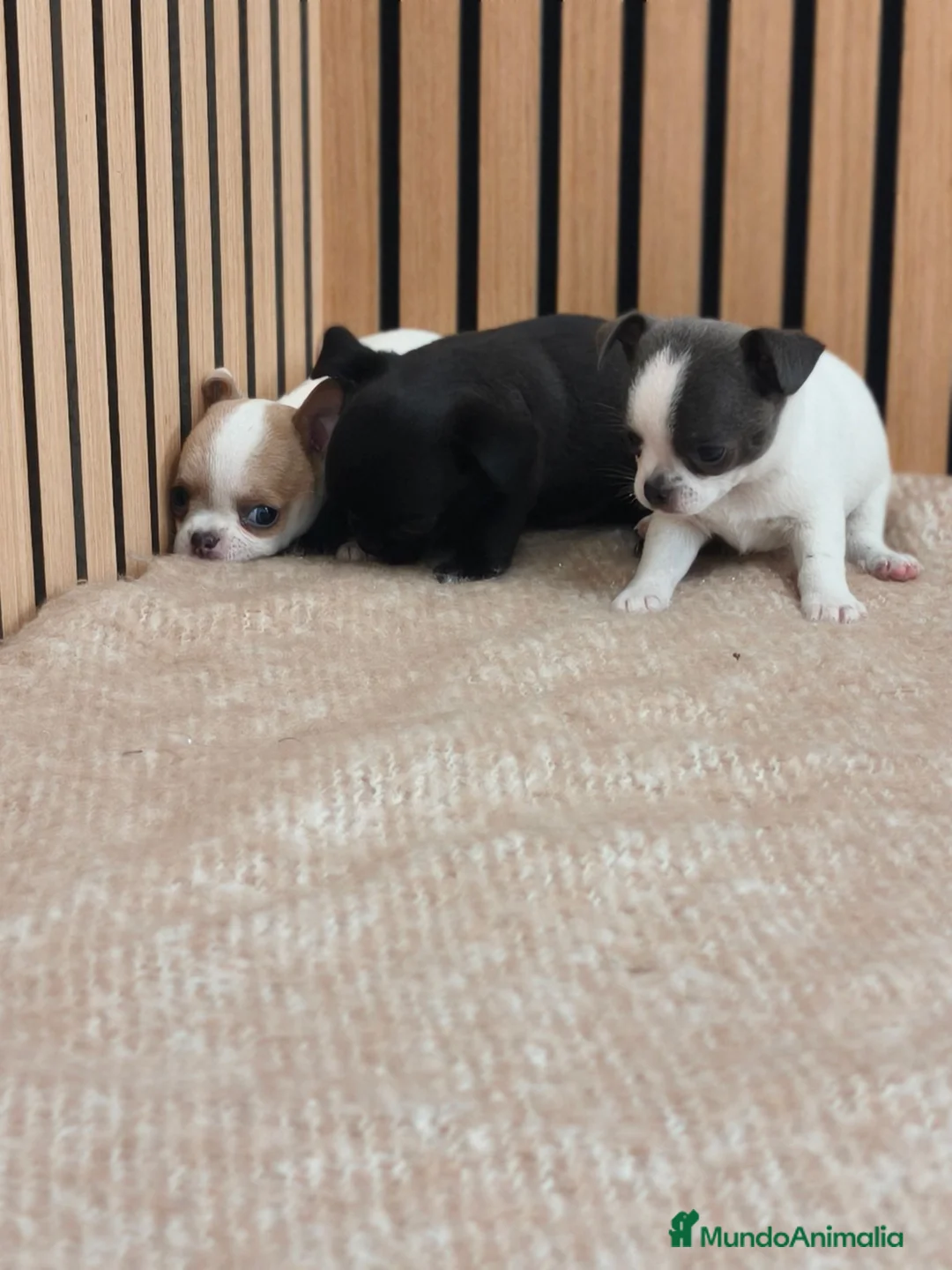 Chihuahua perros en venta: Chihuahua Toy machos disponibles  - Anuncio 2