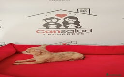 Chihuahua perros en venta: Chihuahua  - Anuncio 9