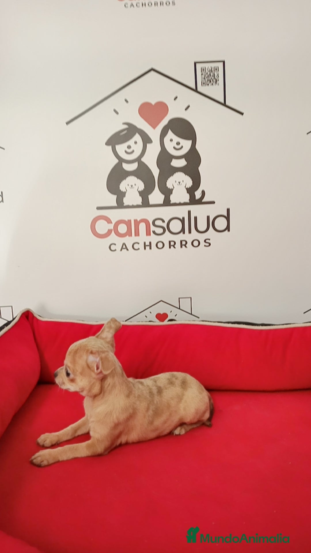 Chihuahua perros en venta: Chihuahua  - Anuncio 9