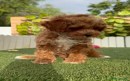 Caniche Toy perros en venta: CANICHE TOY MACHO - Imagen 4