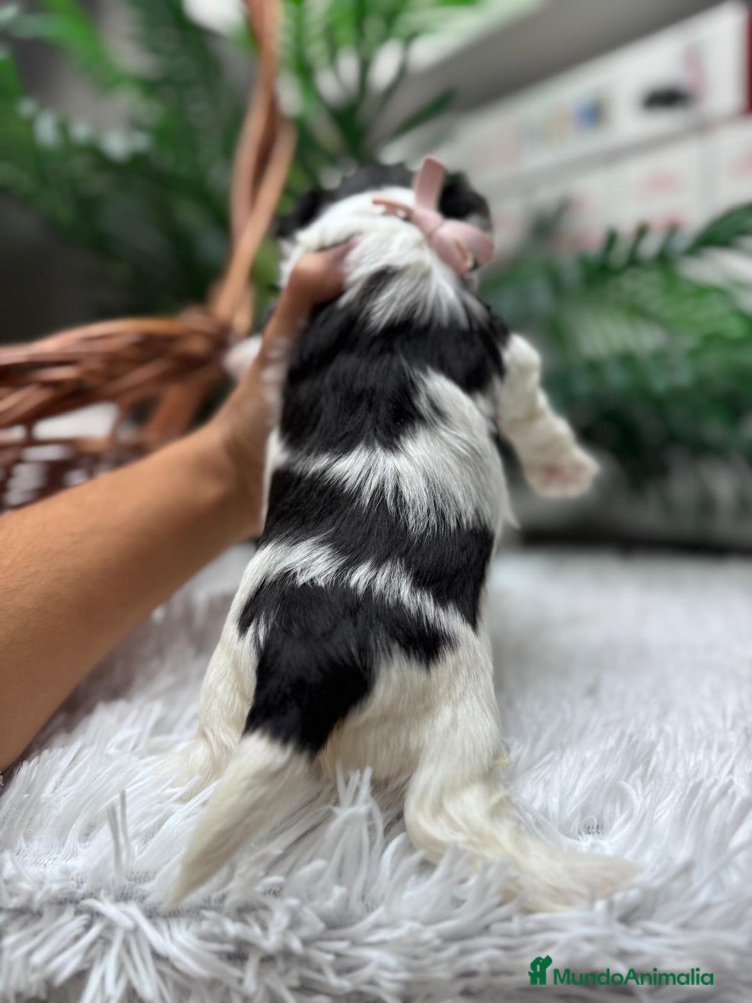 Yorkshire Terrier perros en venta: YORKSHIRE BIEWER HEMBRA - Anuncio 4