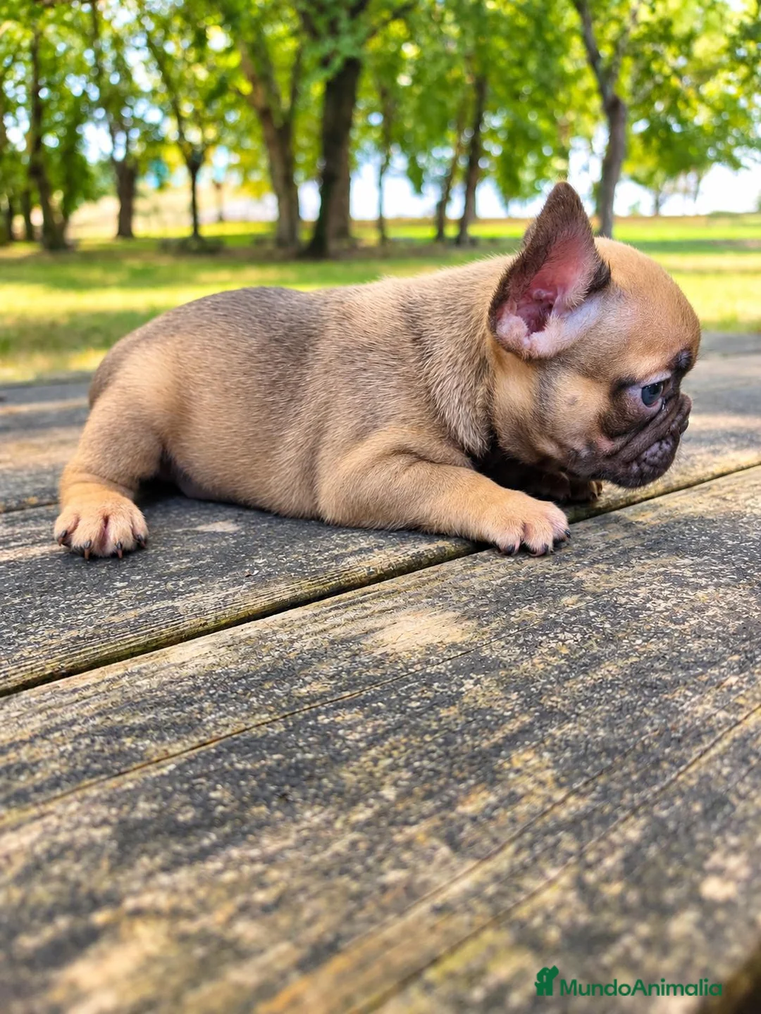 Bulldog Francés perros en venta: Bulldog francés chocolate fawn - Anuncio 2