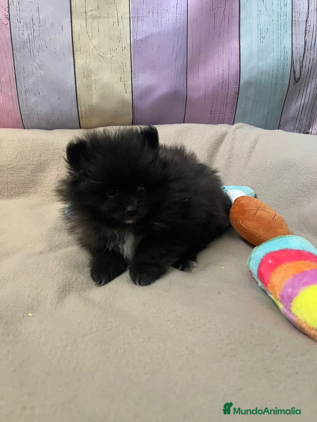 Pomerania perros en venta: Pomerania  - Anuncio 2