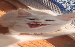 Maine Coon gatos en venta: Camada Arlequín  - Imagen 3
