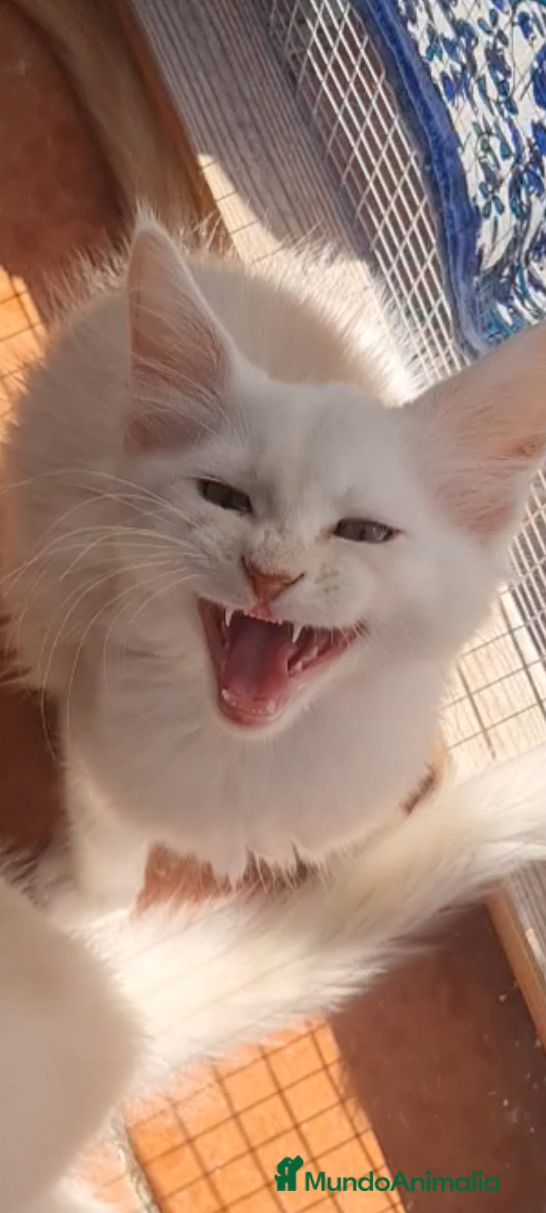 Maine Coon gatos en venta: Camada Arlequín  - Imagen 3