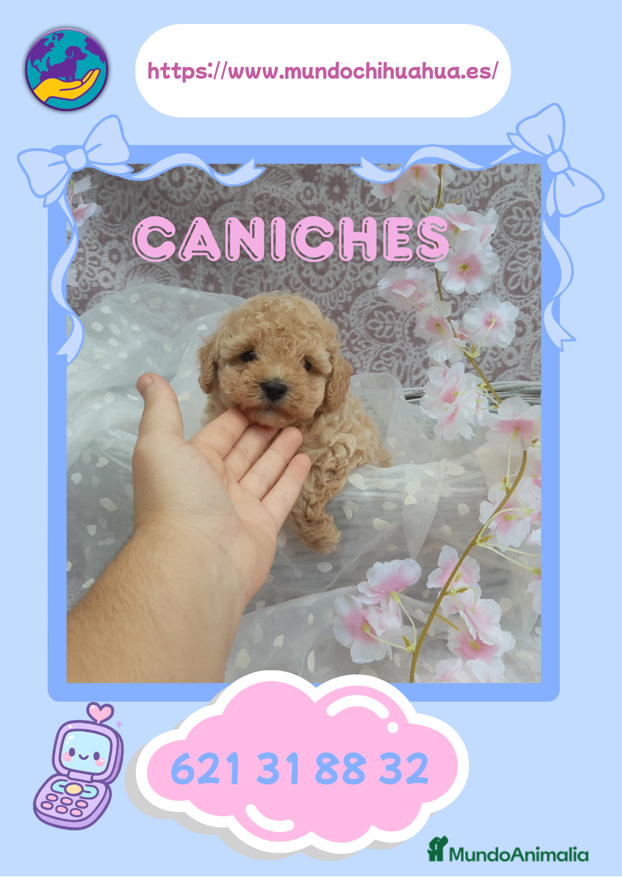 Caniche Enano perros Camada de caniches enanos 🐩 - Anuncio 1