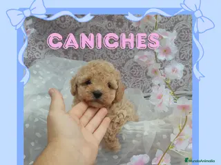 Caniche Enano perros Camada de caniches enanos 🐩 - Anuncio 1
