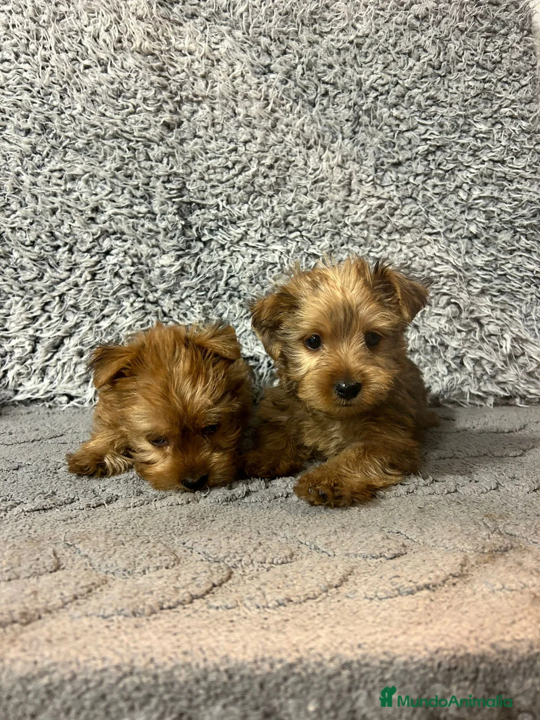 Yorkshire Terrier perros en venta: Yorkshire terrier rubio - Anuncio 2