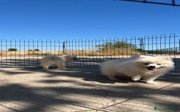 Pomerania perros en venta: Preciosa camada de Pomerania  - Imagen 6