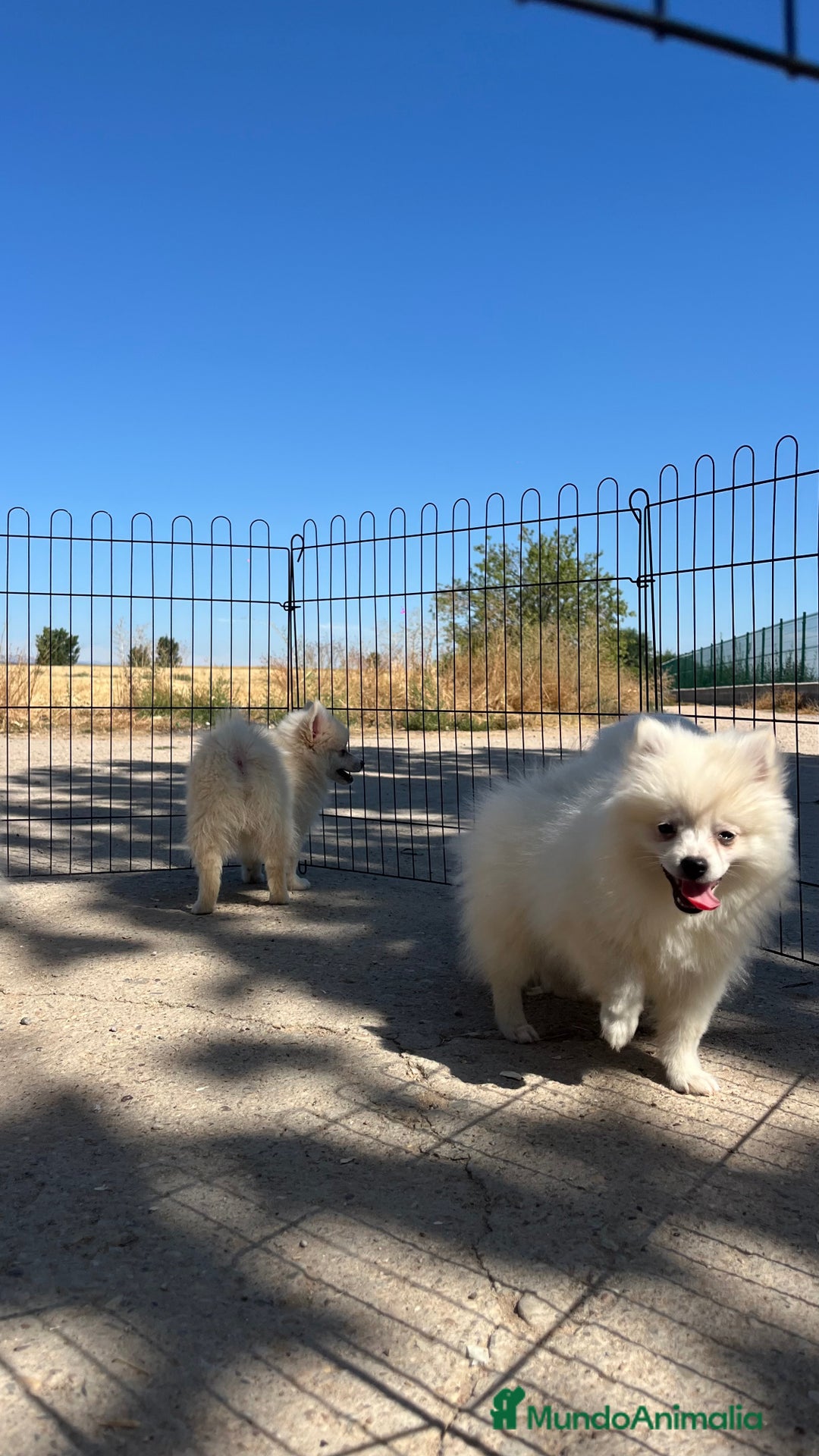 Pomerania perros en venta: Preciosa camada de Pomerania  - Imagen 6