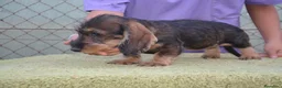 Teckel perros en venta: teckel de pelo duro - Anuncio 5
